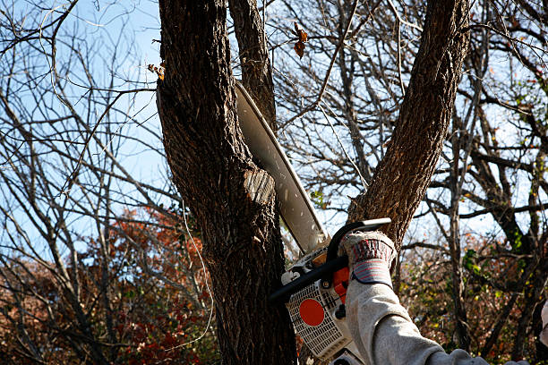 Best Tree Preservation Services  in Albuquerque, NM